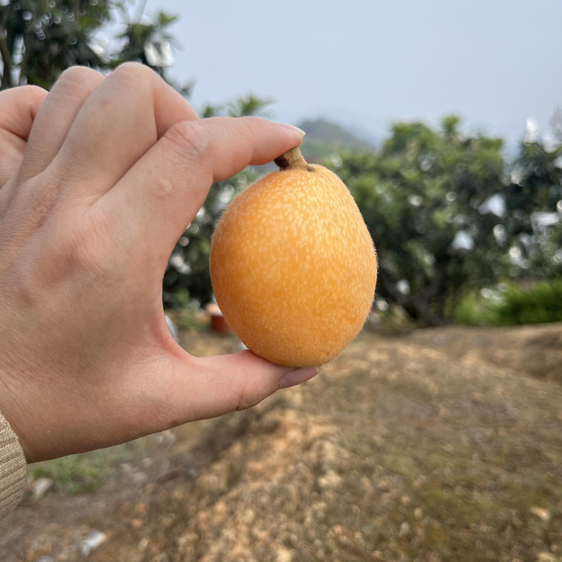 莆田新县秋华枇杷纯甜早钟6号大果自家高山果园树熟福建包邮京东