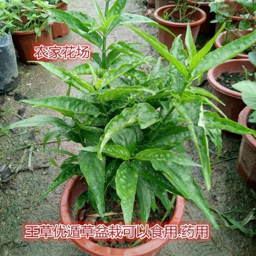 正宗忧遁草苗 黎王草优顿草优盾草 鳄嘴花盆栽盆景包邮阳台庭院