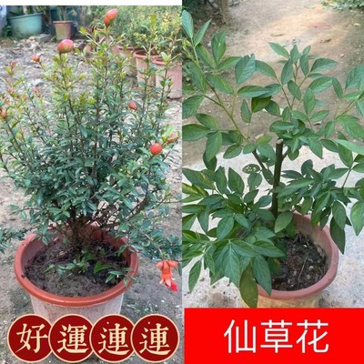 潮汕红花石榴花盆栽 仙草盆栽吉祥草阳台喜庆吉祥植物易活包邮