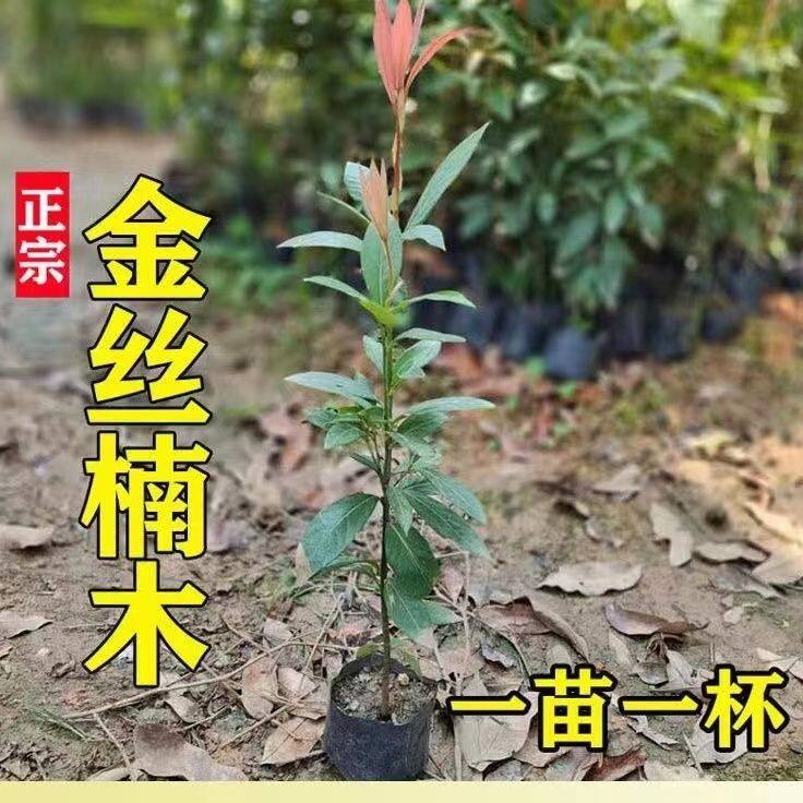 名贵正宗海南沉香树苗金丝楠木树