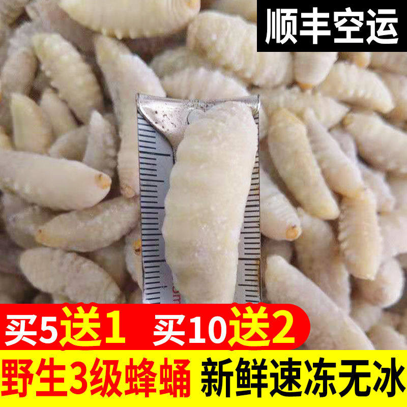 野生活体马蜂蛹雄蜂蛹500g虎头蜂蜂蛹黄蜂蛹泡酒新鲜速冻蜂蛹幼虫