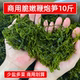 当季 新菜 鞭炮笋商用盐渍马尾藻10斤长寿菜海藻火锅海草凉拌食材