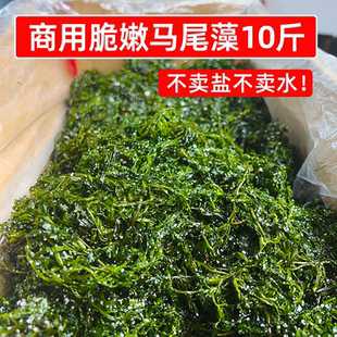 山东威海商用盐渍马尾藻10斤鞭炮笋长寿菜龙须菜海草火锅凉拌食材