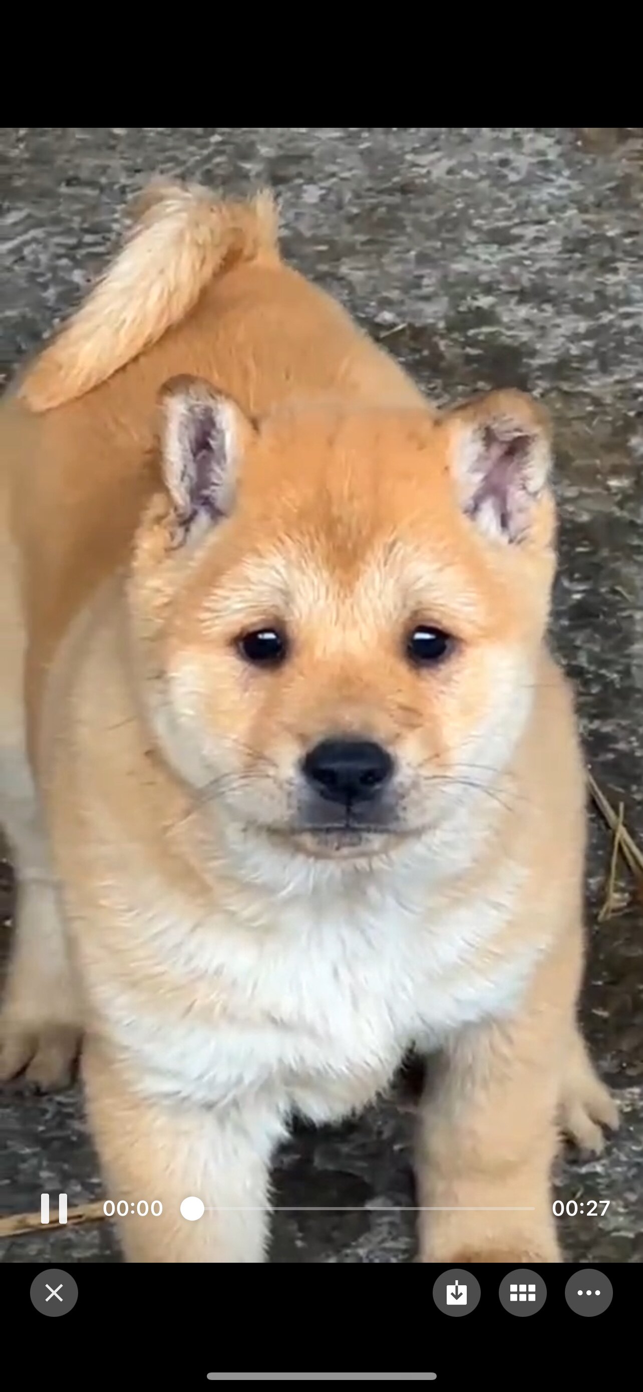 广西土猎犬大黄狗中华田园犬农村狗狗