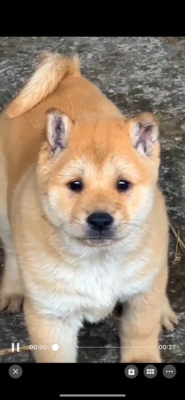 广西土猎犬大黄狗中华田园犬农村看门狗黄狗白狗赶山犬巡山犬活物