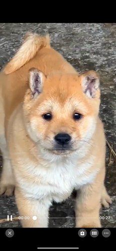 广西土猎犬大黄狗中华田园犬农村看门狗黄狗白狗赶山犬巡山犬活物