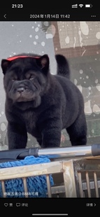 广西土猎看家护院犬幼犬黑狗黄狗白面狗幼犬五黑五黑犬