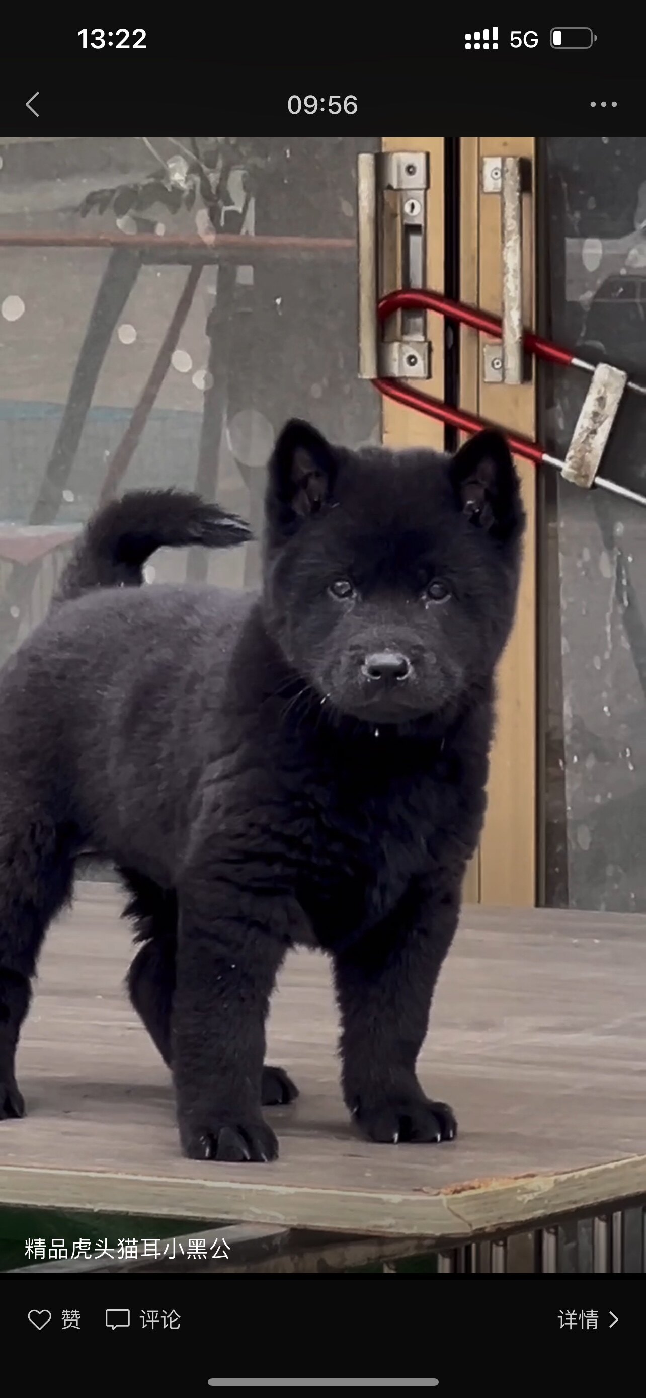 中华田园犬广西土猎狗五黑犬黄狗白面虎斑铁包金土松幼犬活体