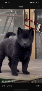 中华田园犬广西土猎狗五黑犬黄狗白面虎斑铁包金土松幼犬活体