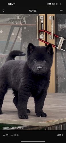 中华田园犬广西土猎狗五黑犬黄狗白面虎斑铁包金土松幼犬活体