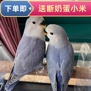 手养牡丹鹦鹉雏鸟亲人幼鸟紫罗兰活体宠物鸟紫依莎薰衣草日本桃雏