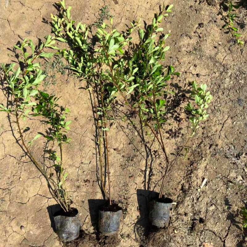 带刺耐寒植物火棘树苗花卉盆栽带土四季常青庭院道路绿篱笆墙盆景