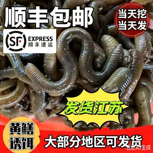 黄鳝垂钓活体臭蚯蚓下笼子
