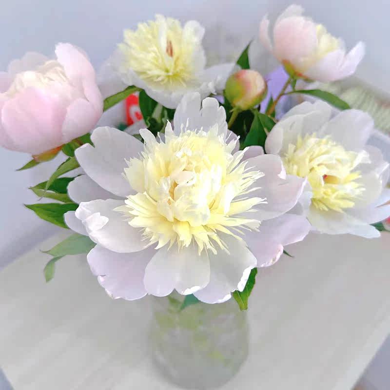 正宗四川重瓣芍药鲜切花凤羽落金池家庭插花川粉兰梦四月花神鲜花