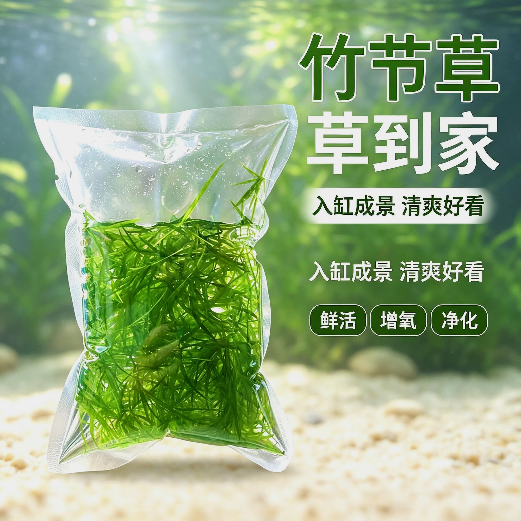 微景观生态缸底部鱼缸造景植物水