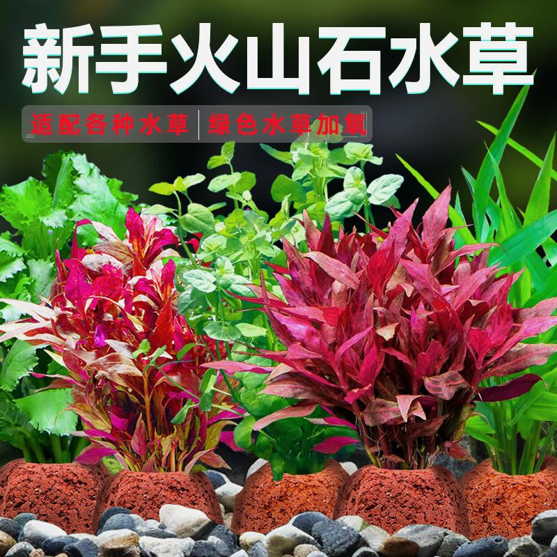 养龟鱼缸火山石水草蜈蚣草造景