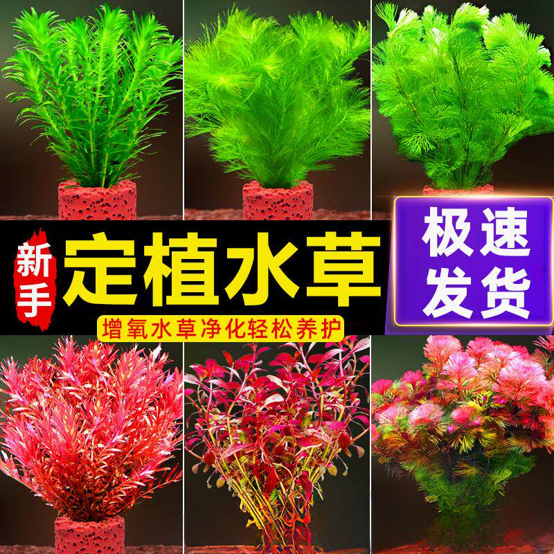 养不死的绿菊水草带根孔雀鱼专