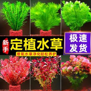 养不死的绿菊水草带根孔雀鱼专用鱼缸里的活小宝塔飞天蜈蚣草专业