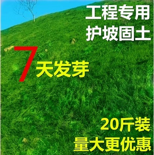 常青护坡固土耐寒耐旱边坡绿化草坪草籽免修剪黑麦草高羊茅籽 四季