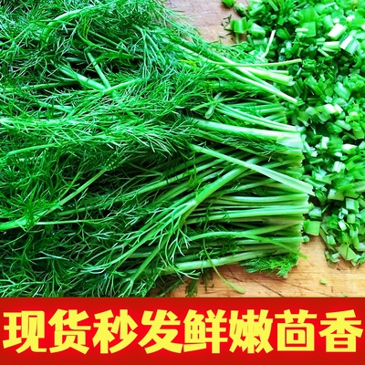 山东茴香菜新鲜不带根鲜嫩小茴香苗大茴香饺子馅荤香蔬菜现货包邮
