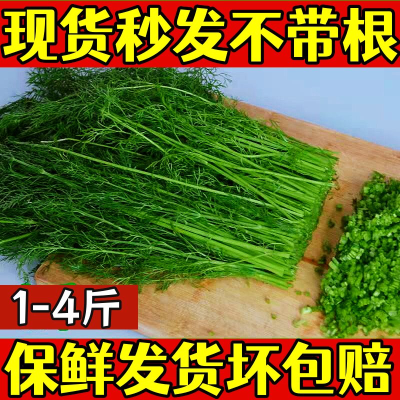 现货包邮 山东茴香菜新鲜蔬菜 其它