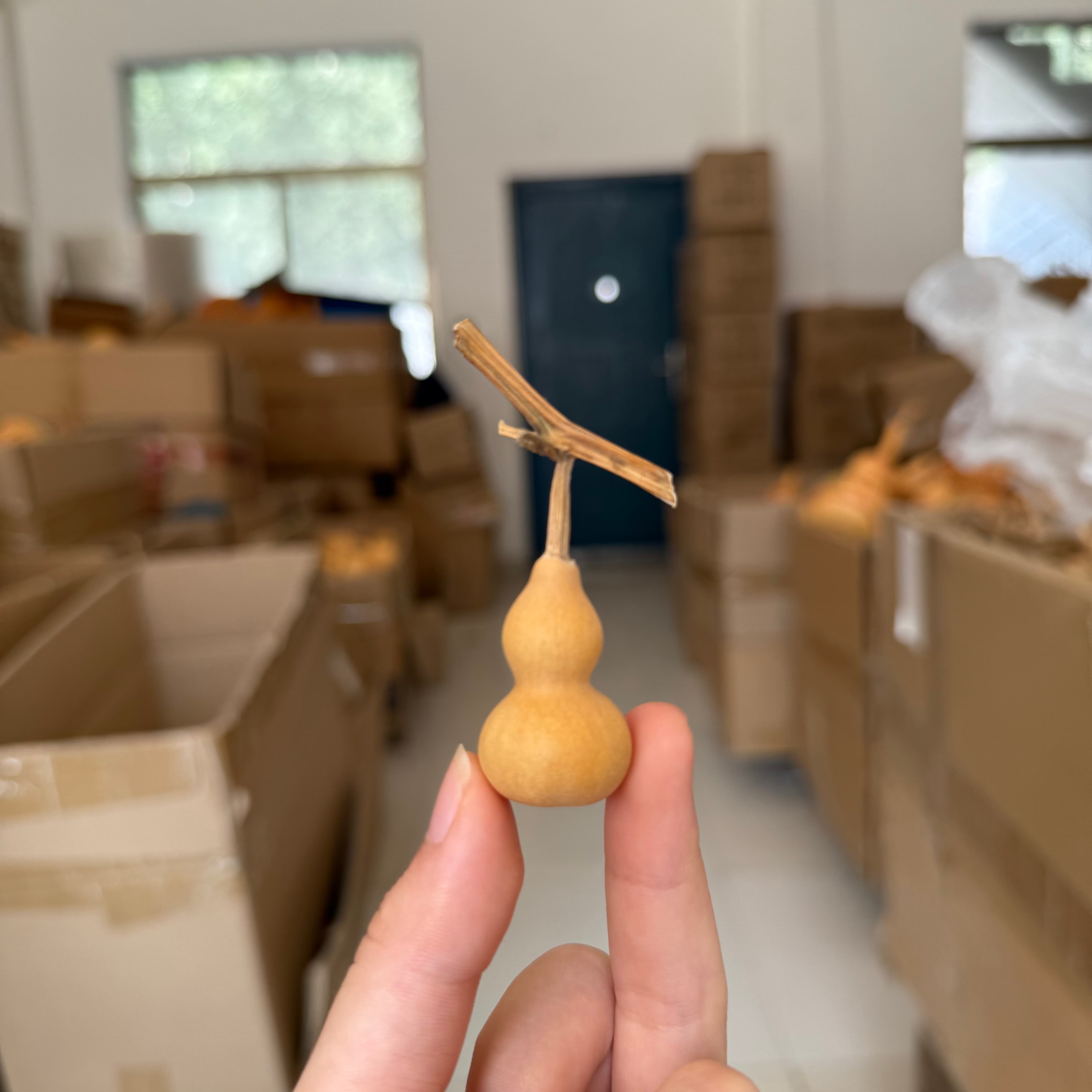 精品草里金小葫芦2厘米一物一图