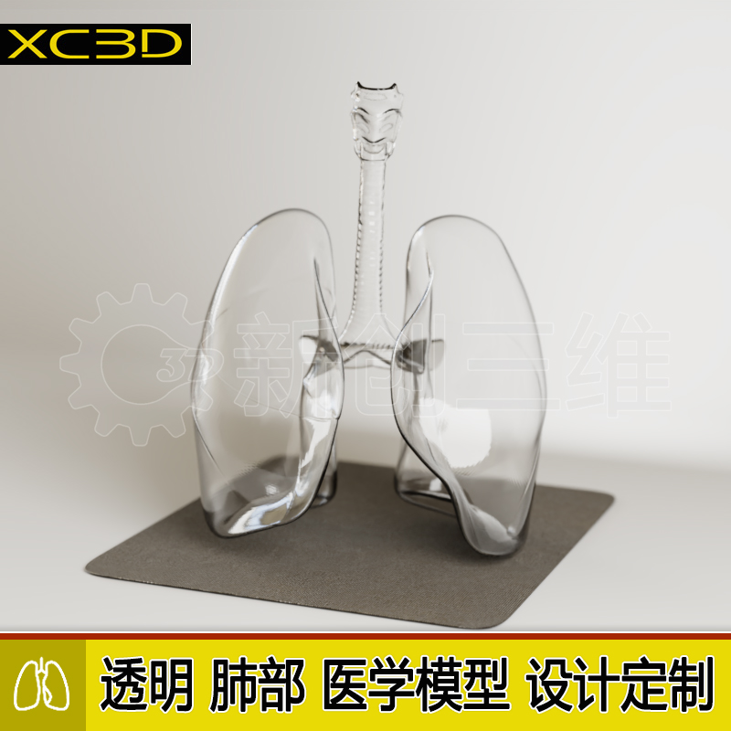 肺部医学教学教具气管肺呼吸系统医疗透明心脏肺血管肝模型3D打印