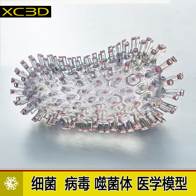 细菌病毒透明手办模型医学医疗定制噬菌体腺3D打印摆件礼物教具