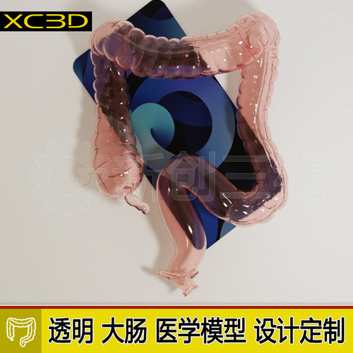 透明结肠肠镜模型仿真结肠镜训练