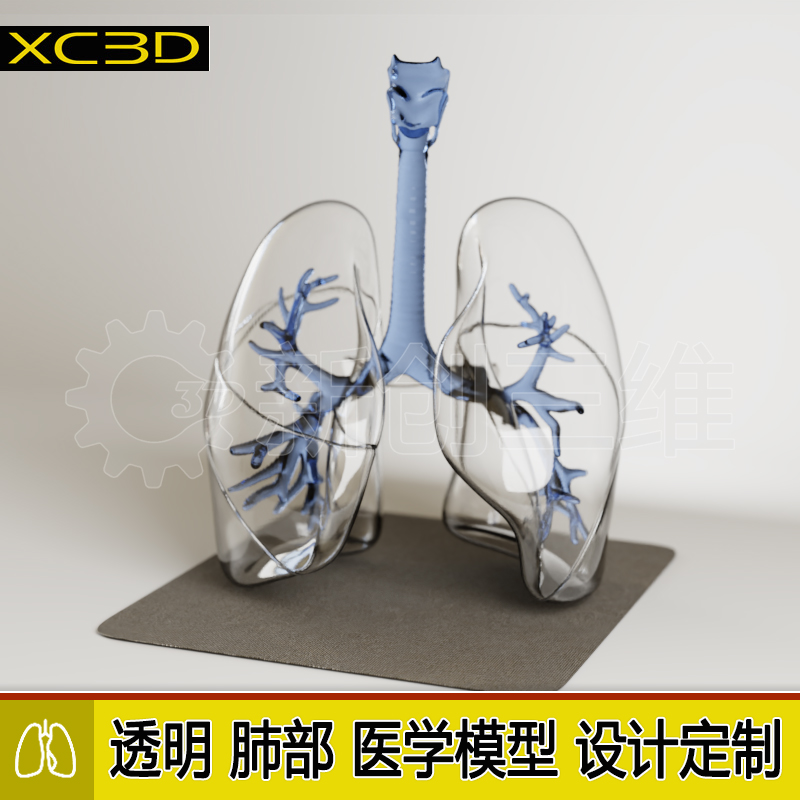 医疗透明肺部医学教学教具气管肺病部肺血管肝呼吸系统模型3D打印