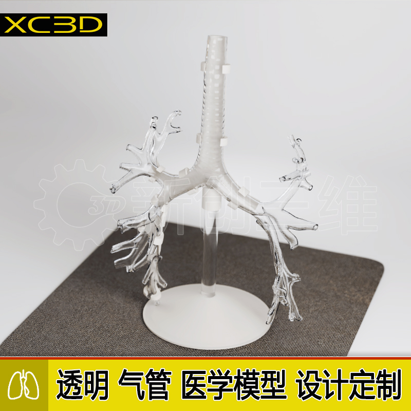 医疗透明肺部支气管医学教学教具肺部组织呼吸系统肺叶结构定制