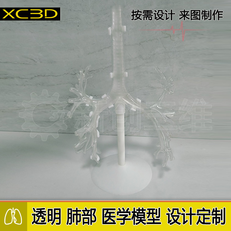 透明支气管训练肺模型教学教具