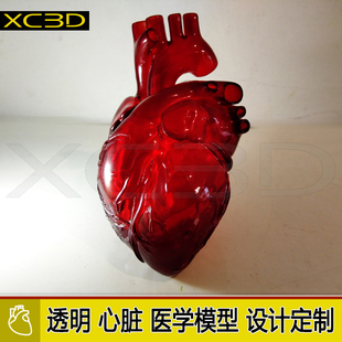 透明心脏血管模型呼吸灯3D打印左心房颤射频消融心耳封堵股动脉穿