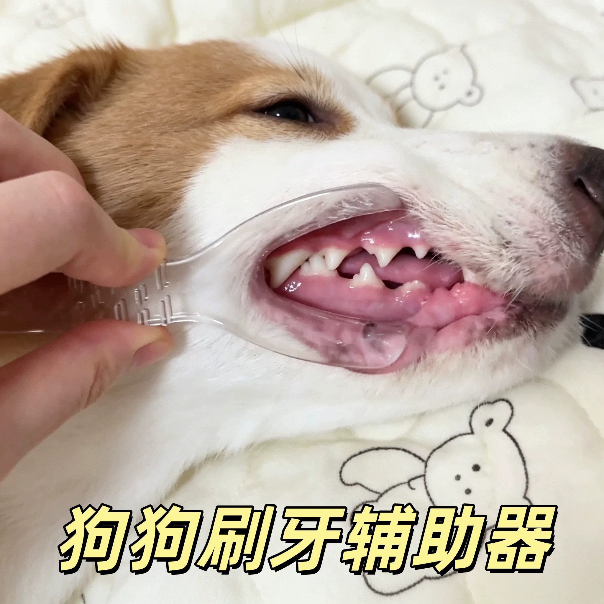 狗狗刷牙神器除口臭宠物口腔清洁