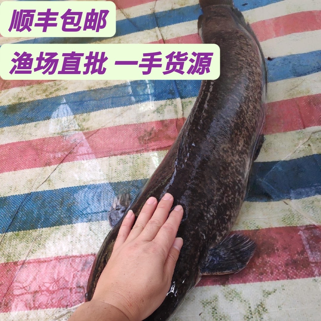 正宗埃及鱼苗大规格埃及塘鲺鱼胡子鱼革胡子鲶鱼八须鲶鱼淡水鱼苗