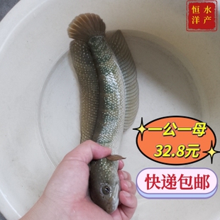 七星鱼苗月鳢鱼山斑鱼花星鱼观赏鱼点称鱼冷水鱼淡水鱼苗活体包邮