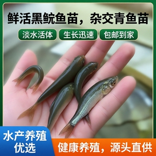 黑鲩鱼苗螺蛳青鱼苗杂交黑鲩鱼青鱼灰鲩鱼乌鲩鱼淡水鱼苗活体包邮
