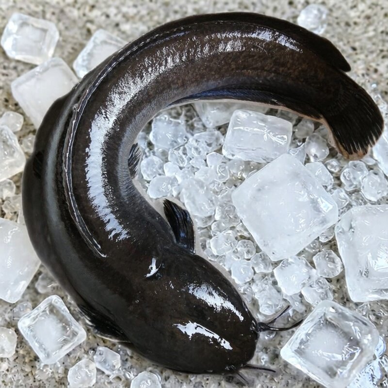 埃及塘鲺鱼大规格埃及鱼苗大种塘虱苗八须鲶鱼苗革胡子鲶淡水鱼苗