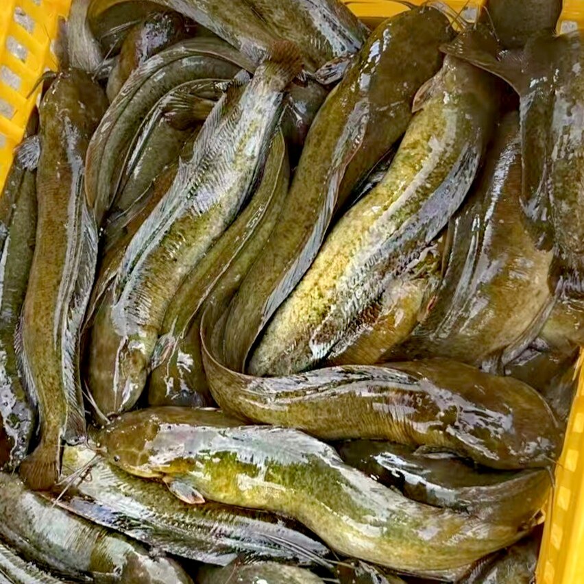 土塘角鱼苗本地塘鲺鱼大规格土塘虱苗本地胡子鲶鱼苗淡水鱼苗活体