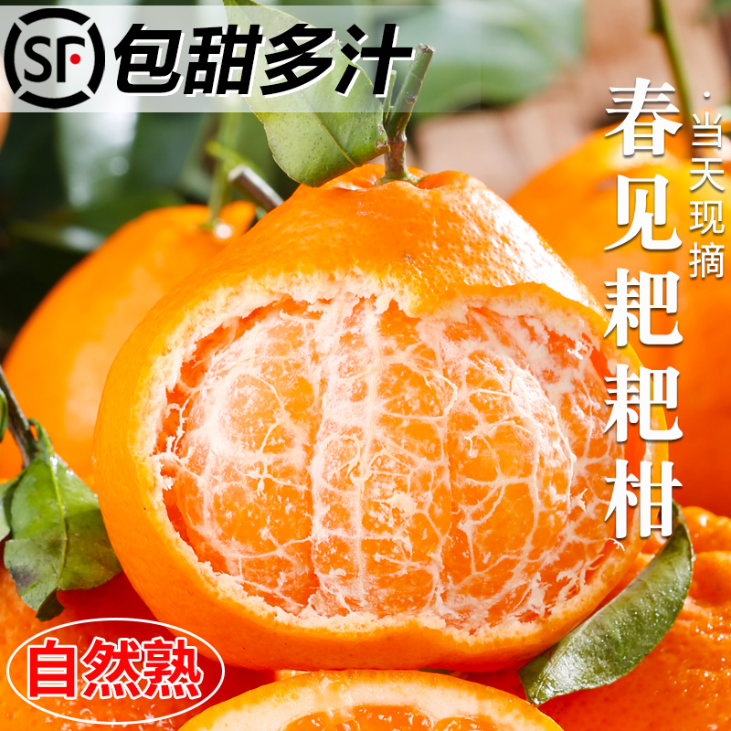 正宗四川春见耙耙柑粑粑柑现摘