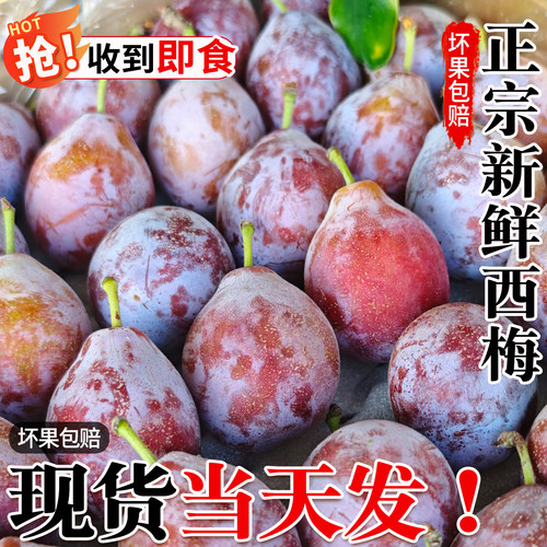 新鲜现摘西梅大果现摘自然熟
