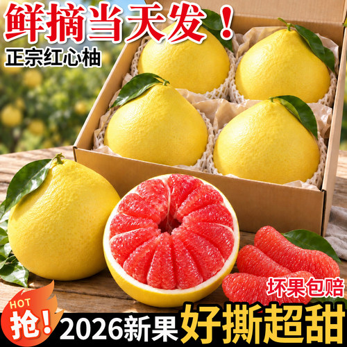 福建红心柚子三十年老树果王