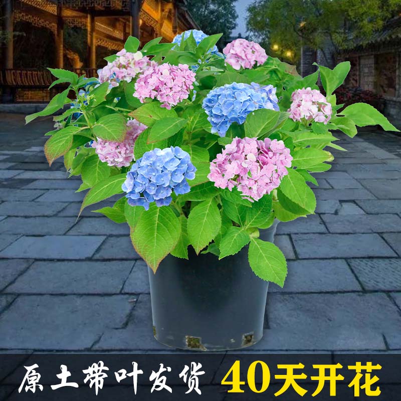 无尽夏绣球盆栽阳台庭院植物万华镜花苗特大老桩花卉好养四季开花 小优宠旗舰店 淘优券 无尽夏绣球盆栽阳台庭院植物万华镜花苗特大老桩花卉好养四季开花 小优宠旗舰店 淘优券