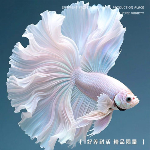 泰国斗鱼观赏鱼好养耐活高级品种