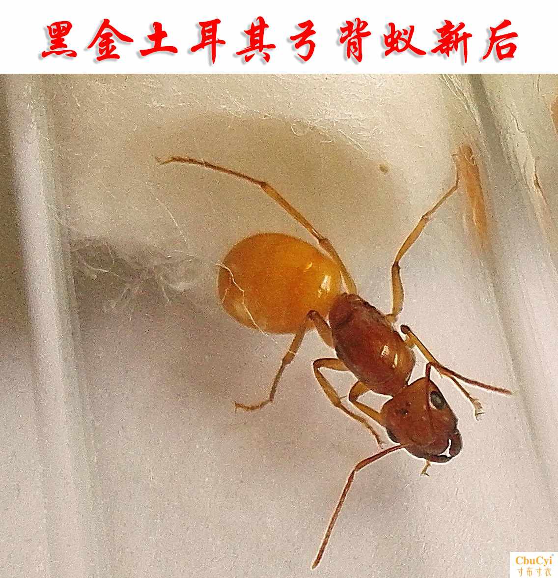 黑金土耳其弓背蚁 2019年新后宠物蚂蚁 蚂蚁 工坊 摄影|msdalam kategori haiwan peliharaan/makanan haiwan dan bekalan, Reptilia/Serangga dan bekalan Ming, semut - dari Buy2taobao.com untuk memberikan perkhidmatan ejen Taobao profesional membeli