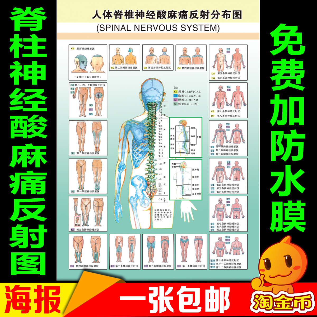 人体脊椎神经酸麻痛反射分布图中医养生推拿脊柱保养海报挂图包邮