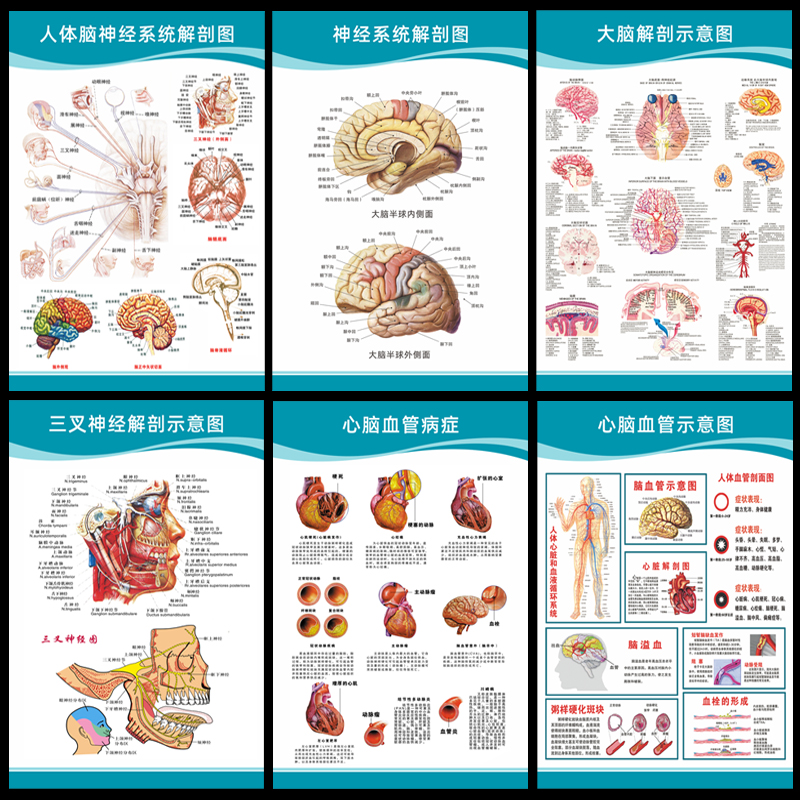 医院科室头部脑神经系统人体解剖结构示意图大脑血液循环医学挂图