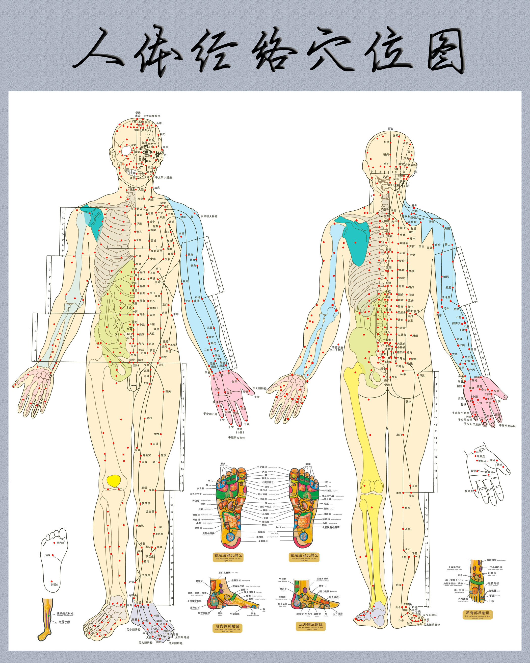艾灸针灸人体经络穴位图大挂图足部全身中医身体养生保健按摩海报