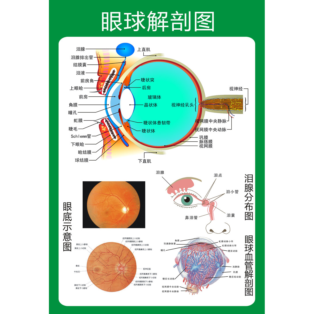 眼球解剖图泪腺分布图 人体眼部肌肉血管结构图 医院医学宣传海报