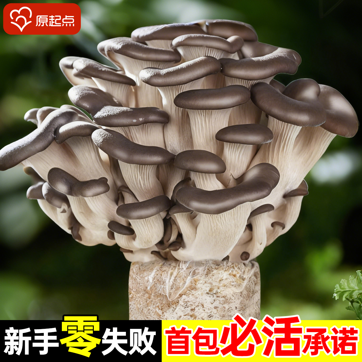 新鲜蘑菇种植菌包家庭食用儿童黑平菇香菇袋装大包自种菌棒小盆栽